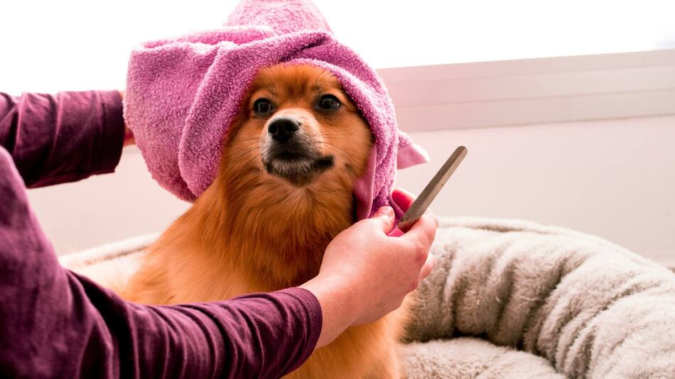 Bañar a un perro puede ser una tarea mucho más compleja de lo que parece. Foto Pexels