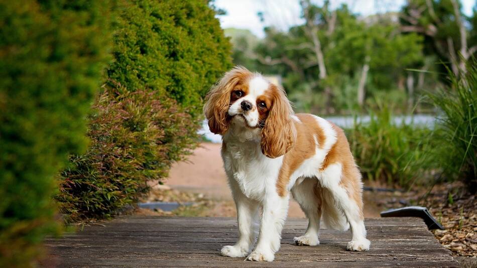 Perros; mascotas. Foto: Unsplash.