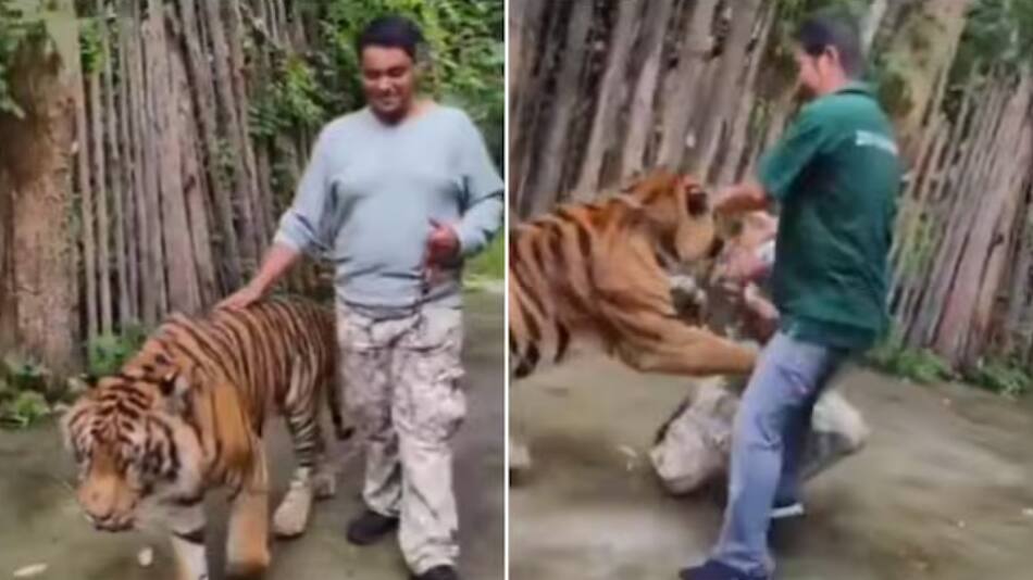 Tigre ataca a un hombre que intentaba sacarse una selfie en Tailandia. Foto: Captura de video.