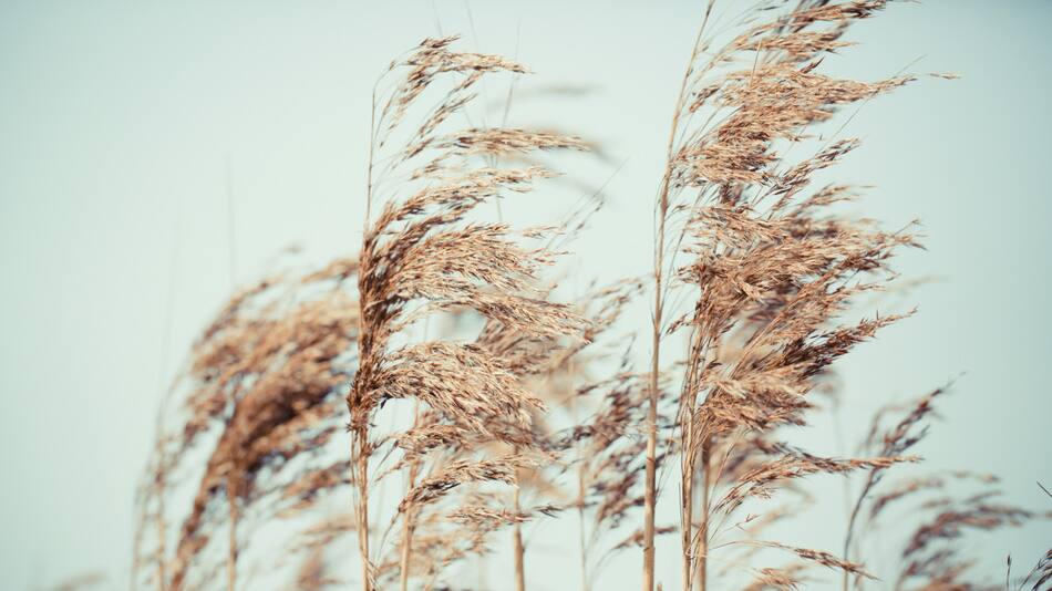 El fenómeno de La Niña afectaría al campo argentino. Foto: Unsplash