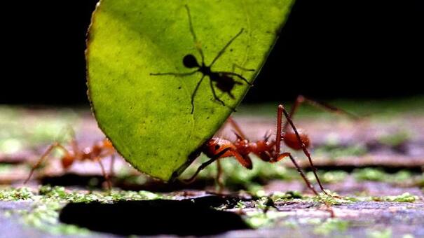 Fascinante descubrimiento: hormigas carpinteras tienen “cirujanas” que amputan extremidades