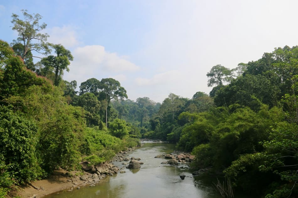 La isla Borneo era impenetrable hasta hace 30 años. Foto: Unsplash.