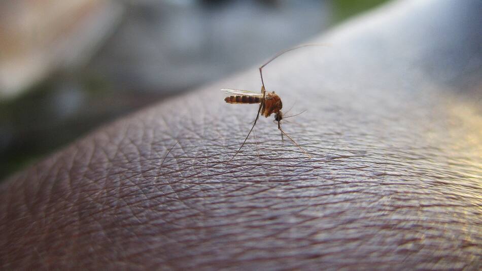 Dengue. Foto: Pixabay