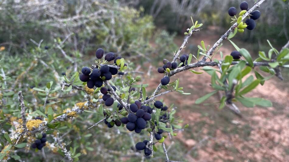 Ligustro texano (Forestiera angustifolia). Foto: ecuador.inaturalist.org