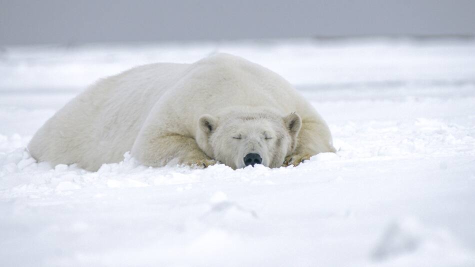 Oso polar. Foto: Unsplash