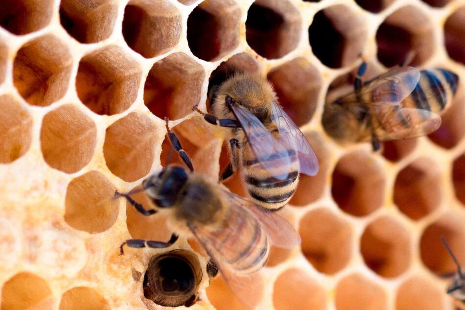 Abejas. Foto: Unsplash.