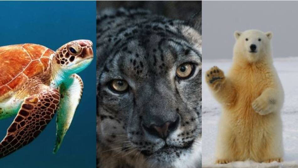 Animales. Fotos: Unsplash