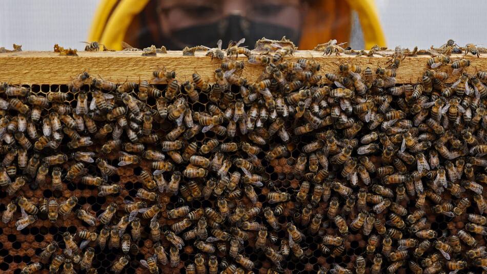 Investigación con abejas en Colombia. Foto: EFE.