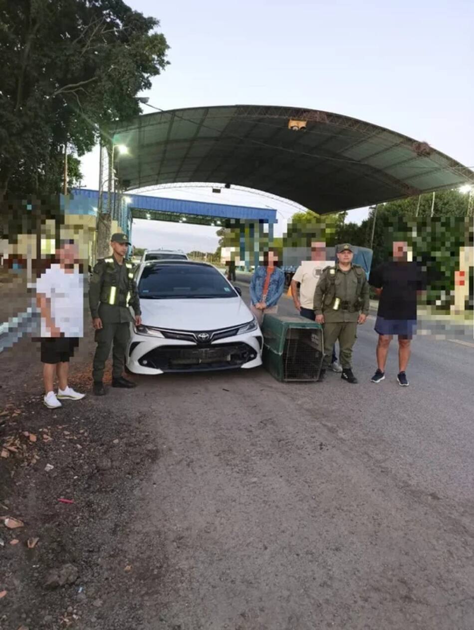 Rescataron un ejemplar de mono carayá de un auto. Foto: NA.