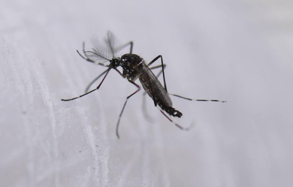 Dengue. Foto: EFE.