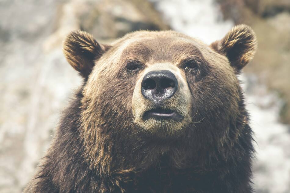 Oso pardo. Fuente: Unsplash