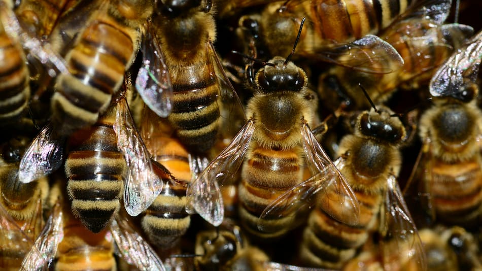 Abejas africanas.