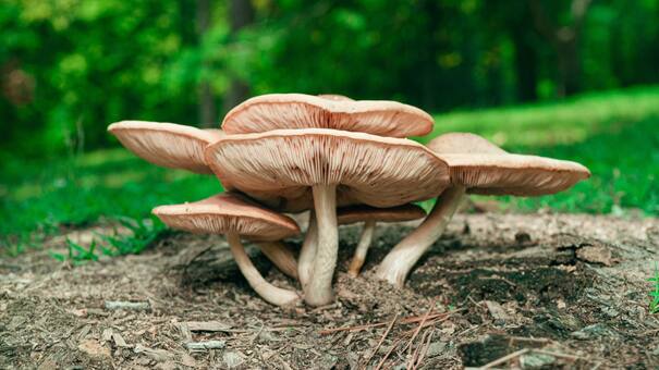 “El hongo de la inmortalidad”: el superalimento que reduce el estrés y alarga la vida