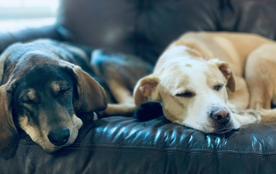 Perros; mascotas. Foto: Unsplash.