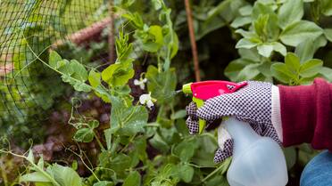 Un jardín a pleno en primavera y sin plagas: cómo hacer remedios caseros para tus plantas