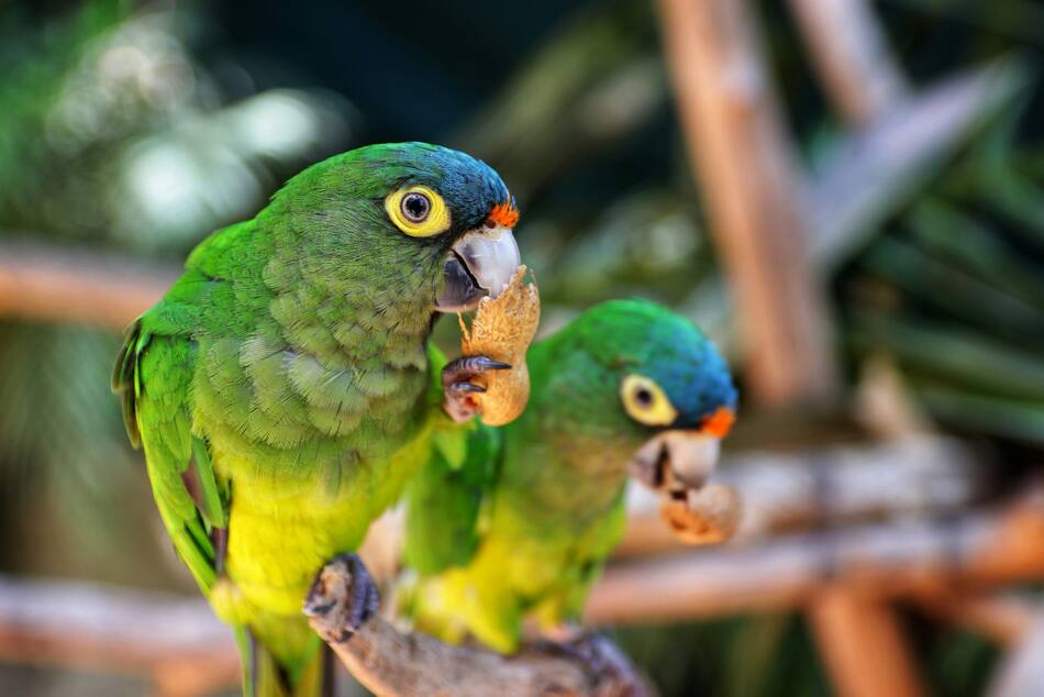 Cotorra mexicana. Foto: Unsplash