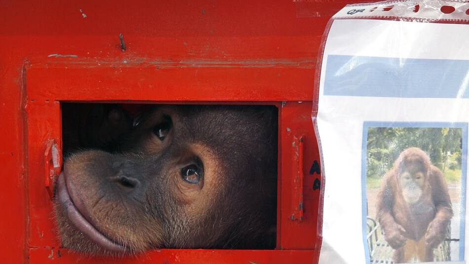 Tailandia devuelve a Indonesia tres orangutanes de contrabando. Foto: EFE.