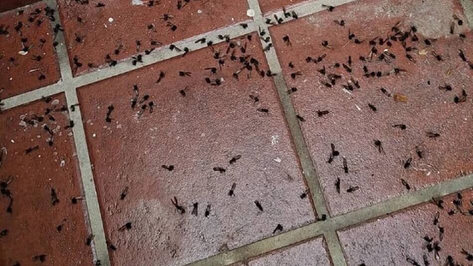 Invasión de hormigas voladoras en el AMBA: las zonas más afectadas