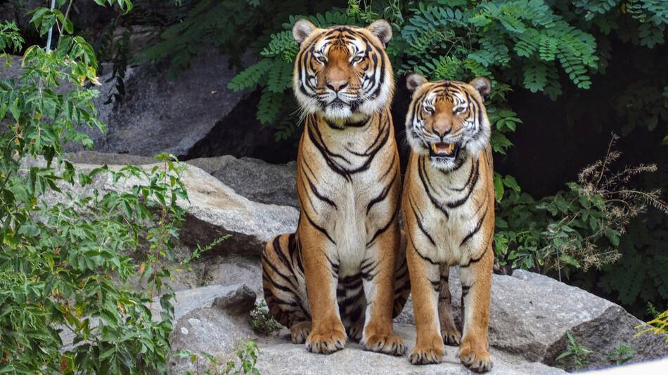 Animales, mamíferos. Foto: Pexels.