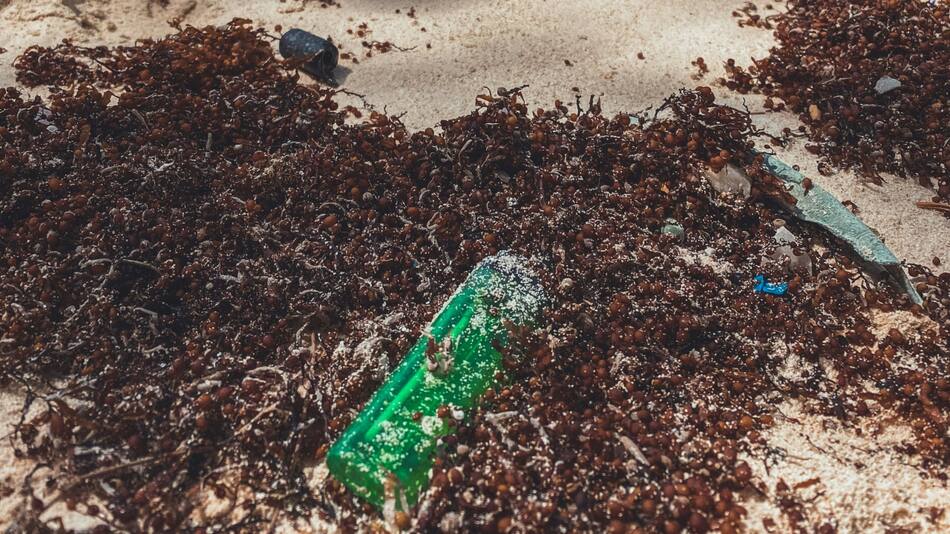 Sargazo en las playas. Foto: Unsplash.