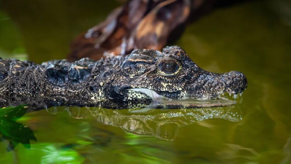 Cocodrilo enano. Foto: Noticias Ambientales.