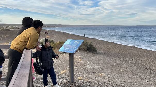Temporada de ballenas en Puerto Madryn: la playa que permite verlas desde la costa completamente gratis