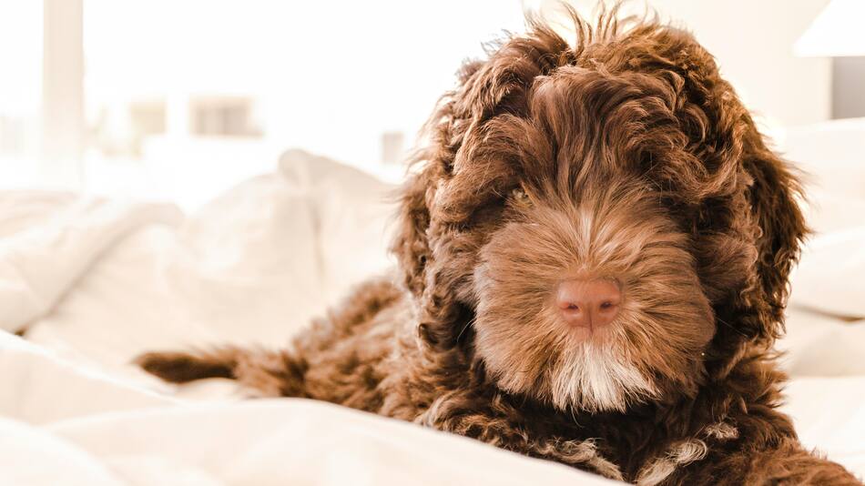 Cómo sacar el pelo de perro de la ropa