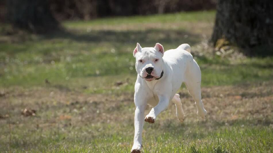 Dogo argentino. Foto: NA.