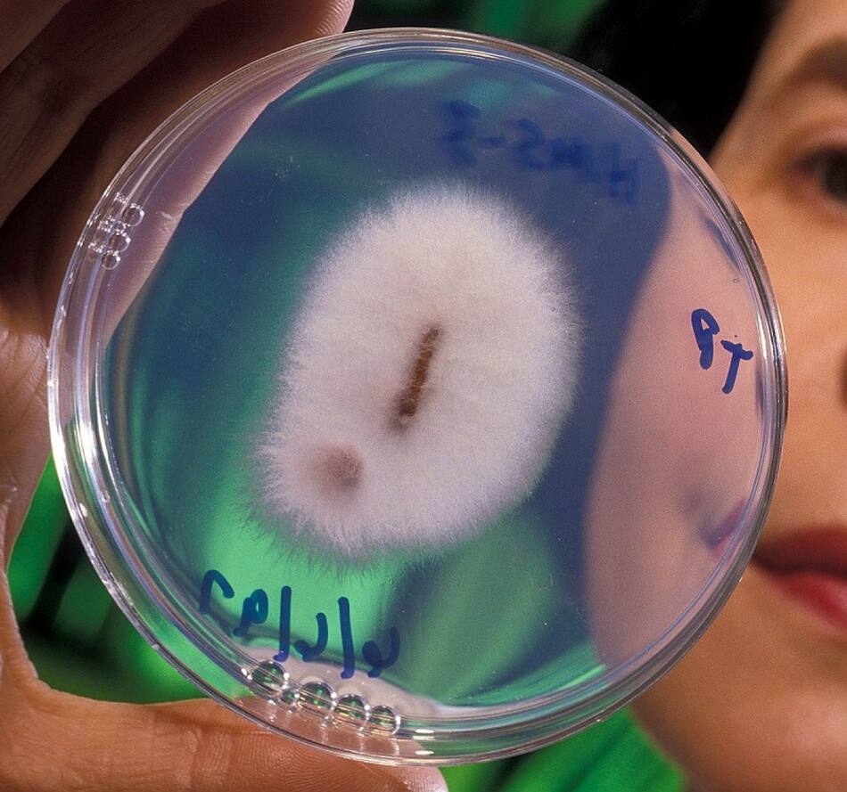 Cepa del hongo Fusarium oxysporum. Foto: Wikipedia.