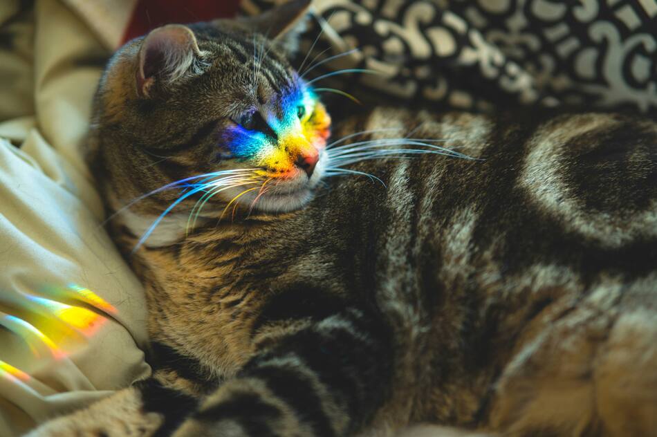Colores extraños en algunos gatos. Foto: Unsplash.