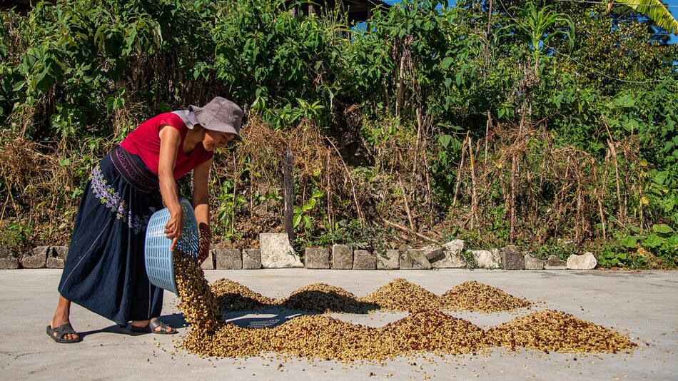 Cafetaleros del sur de México pierden hasta el 30 % de sus cosechas por crisis climática. Foto: EFE