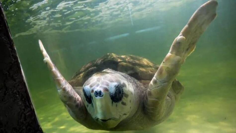 Tortugo Jorge. Foto: Noticias Ambientales.