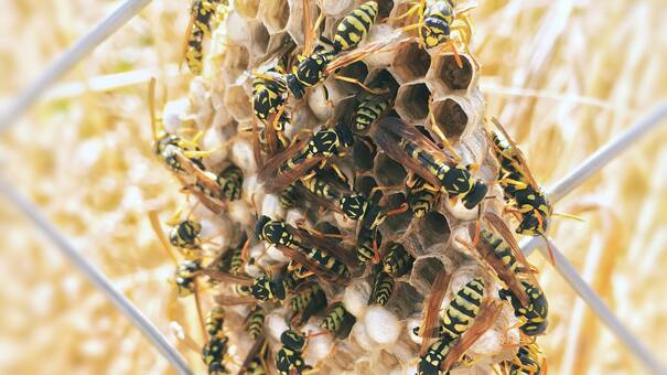 Detectan “abejas radioactivas” en una planta nuclear de Estados Unidos: qué riesgos ambientales pueden causar