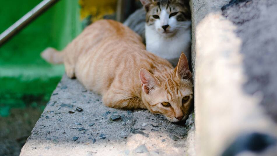 Cómo entender a los gatos
