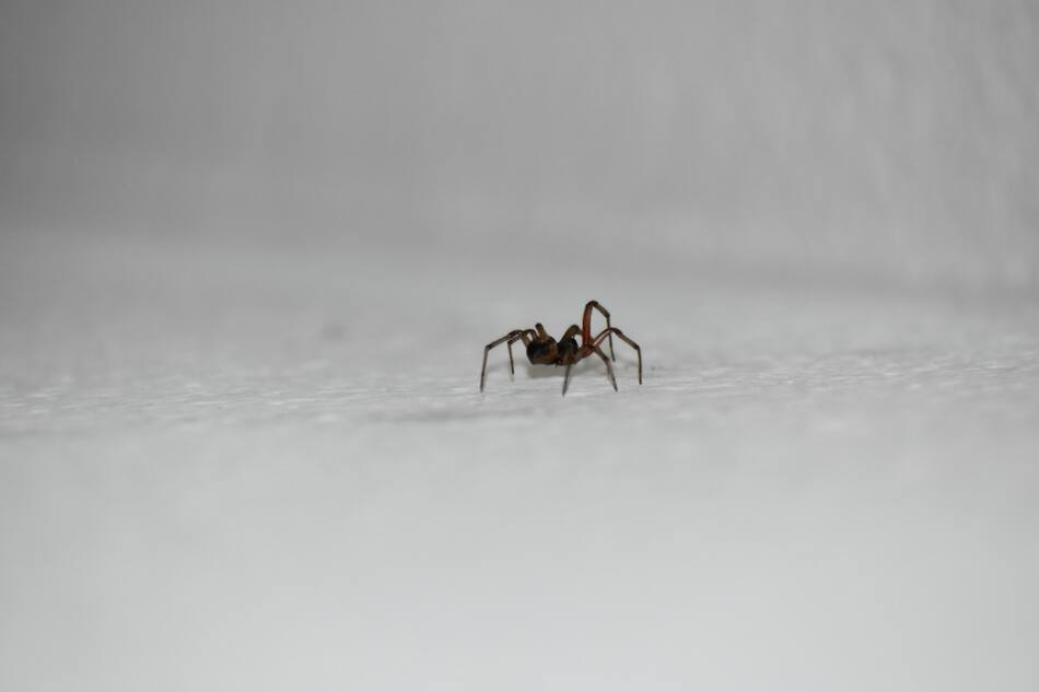 Araña. Foto: Unsplash