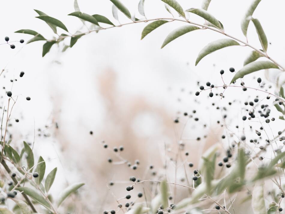 Laurel. Foto: Unsplash