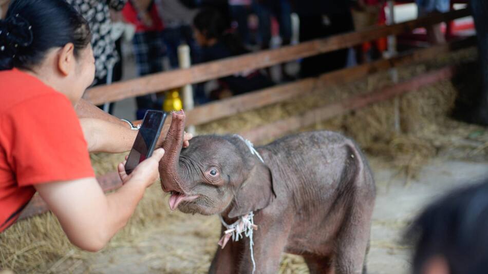 Una elefanta da a luz a gemelos de distinto sexo en un raro caso en Tailandia. Foto: EFE.
