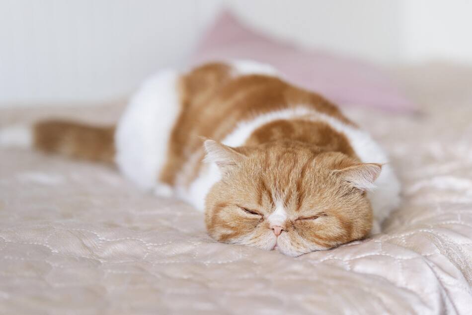 Gato, animales, felino. Foto: Freepik.