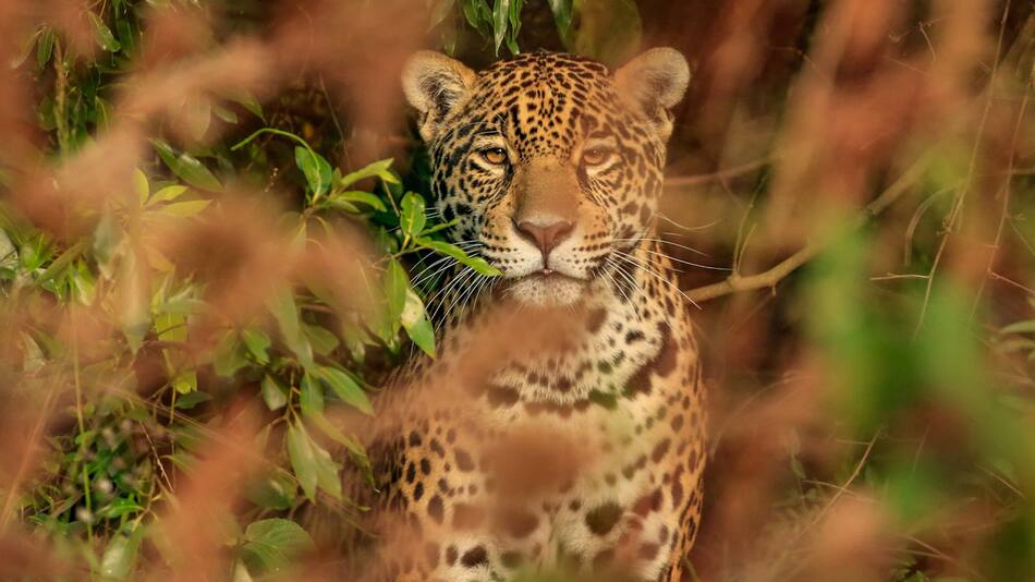 Yaguareté. Foto: X/@RewildingArg