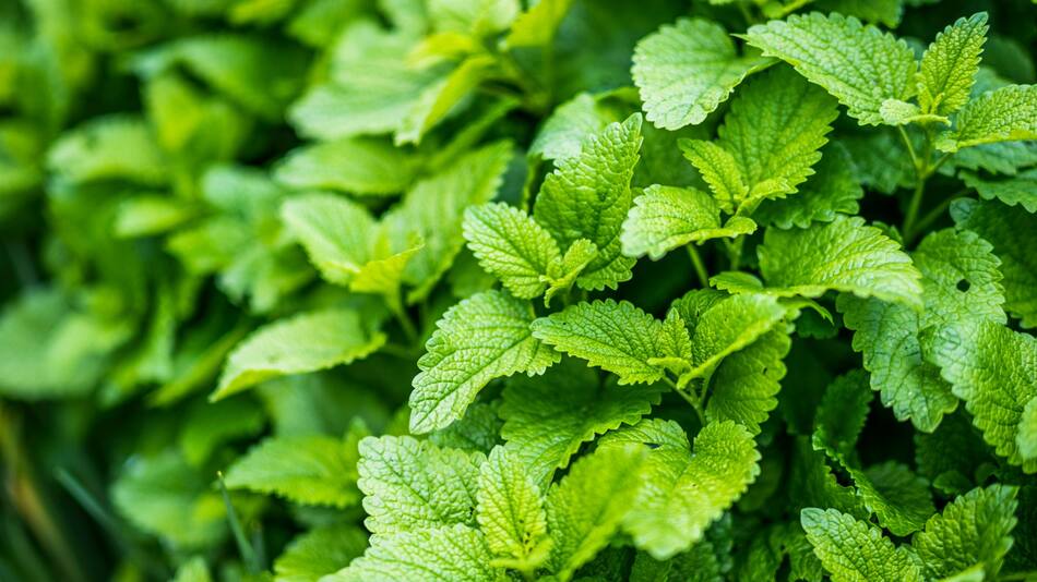 Planta de citronela. Fuente: Unsplash