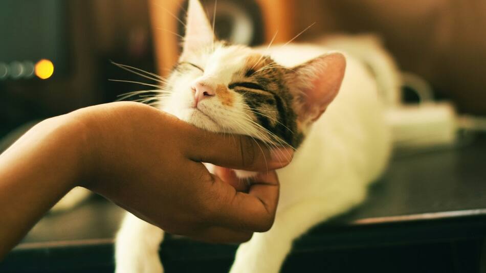 Cómo eligen los gatos a su persona favorita: el lenguaje sutil que los delata. Foto: Unsplash.