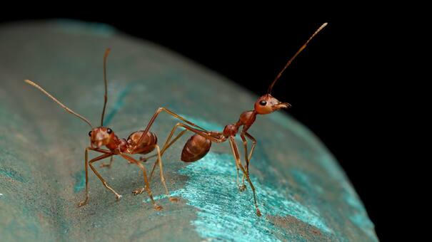 Alertan sobre un “apocalipsis de insectos”: el rol fundamental de los humanos y cuáles podrían ser sus consecuencias