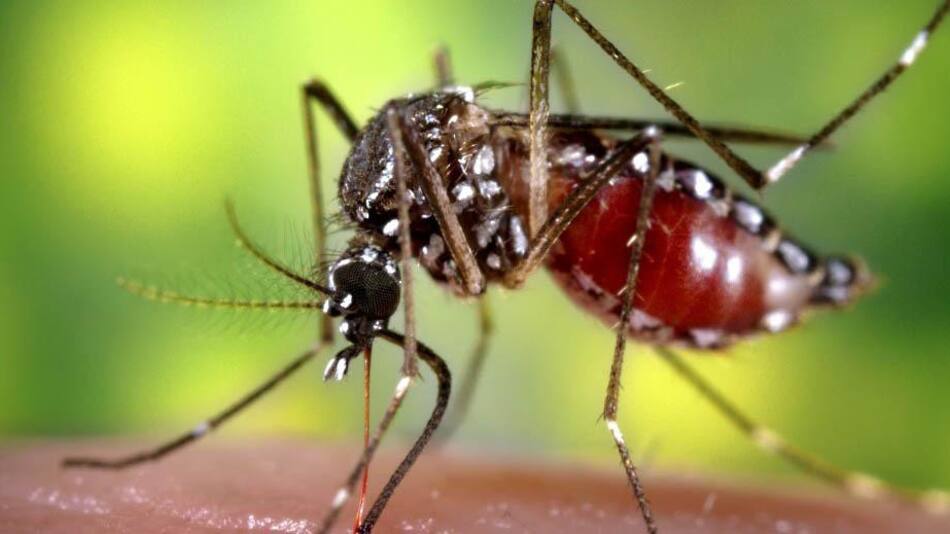 Aedes aegypti. Foto: NA.