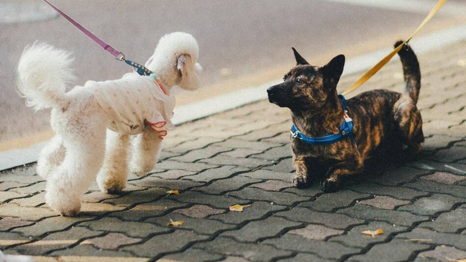 Perros. Foto: Unsplash