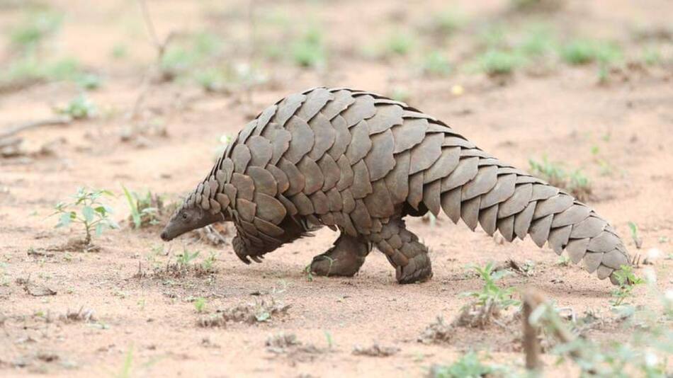 Pangolín gigante. Foto: X