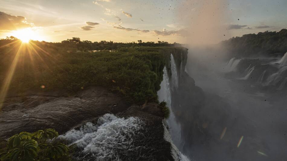La planta herbácea Paspalum lilloi del Parque Iguazú. Fuente: Prensa Parques Nacionales.
