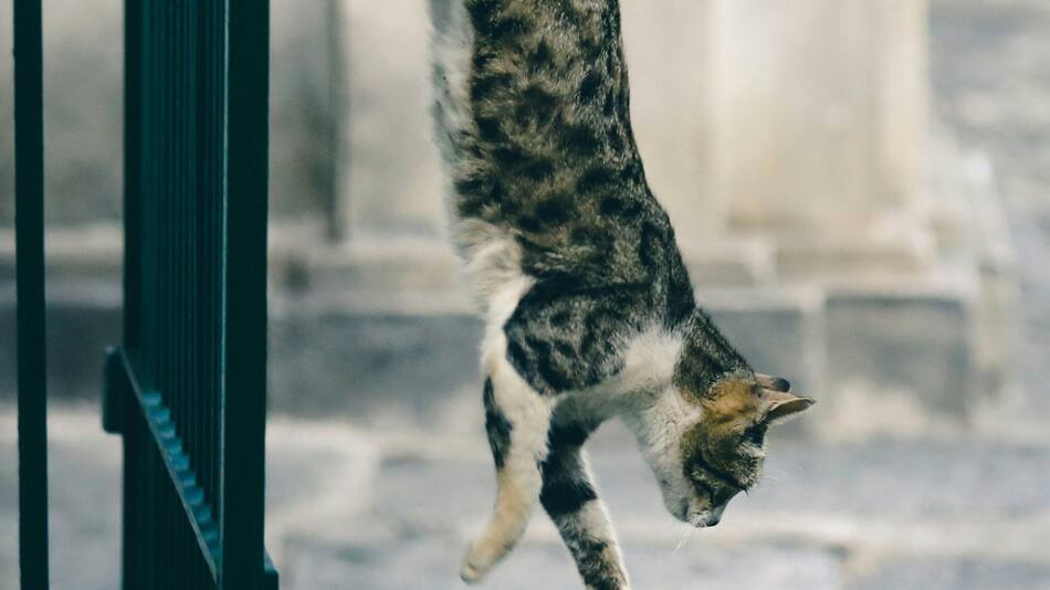 Gato, caída. Foto: Unsplash