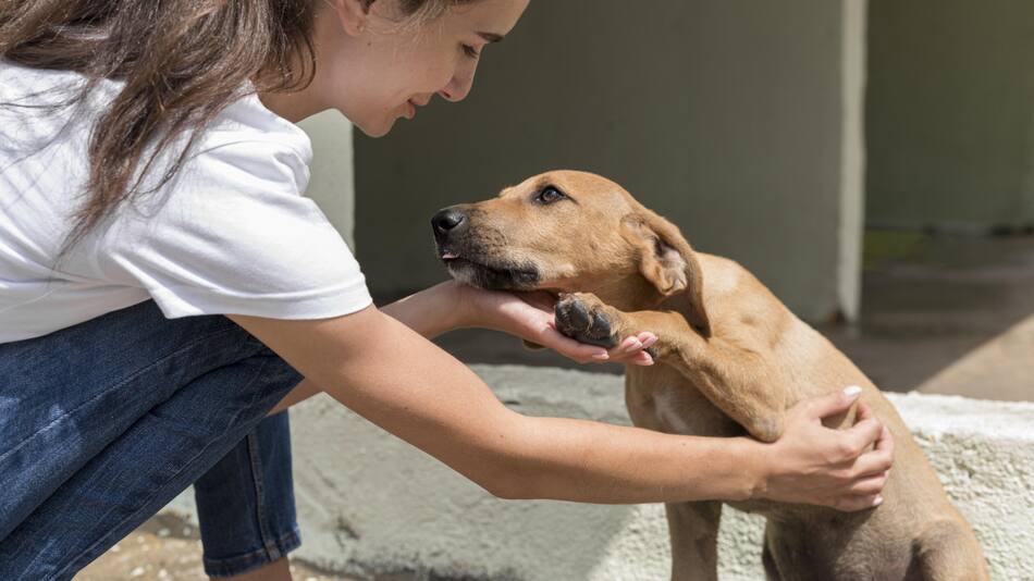 Hidratación, sombra y más: las claves para cuidar a tu mascota del calor extremo. Foto: Unsplash.