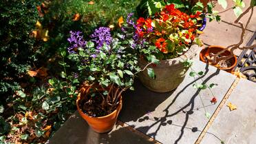 El mejor aliado en el jardín: un líquido nutritivo casero y fácil de preparar que protege a las plantas de hongos y plagas