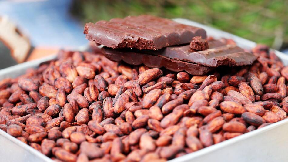 Cacao. Foto: EFE.